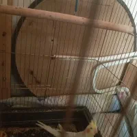 با سلام عروس هلندی نر مست مست