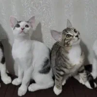 گربه DSH