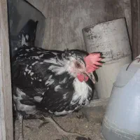 مرغ گلین تخم گذار