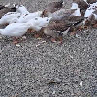 غاز|حیوانات مزرعه|پارسآباد, |دیوار