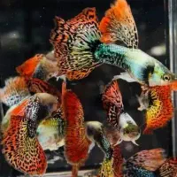 گوپی گاوی سوپر مولد در رنگ‌های متنوع