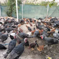 فروش بوقلمون محلی ارگانیک|حیوانات مزرعه|شیراز, محمدیه|دیوار