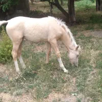 کره فروشی|اسب و تجهیزات اسبسواری|بستان آباد, |دیوار