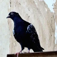 سینه کله|پرنده|کاشمر, |دیوار
