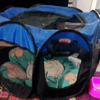 سگ شیتزو|سگ|شیراز, گویم|دیوار