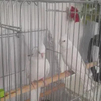 عروس هلندی نروماده|پرنده|قرچک, پویینک|دیوار