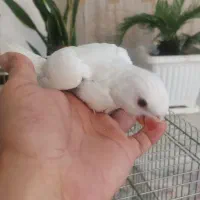 جوجه ملنگو سرلاکی|پرنده|تهران, بهارستان|دیوار