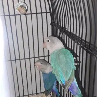 طوطی برزیلی جفت|پرنده|تهران, نیروی دریایی|دیوار