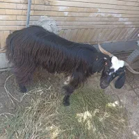 بز ماده در نیکشهر