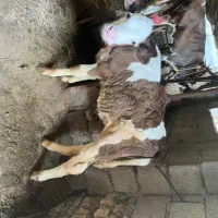 گوساله ماده سیمینتال