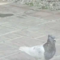 کبوتر کله