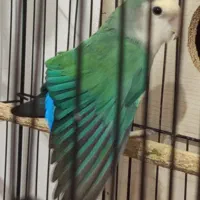 طوطی جفت مولد