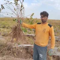 نهال انگور ایرانی واتوم رویال ترکمن وبلک