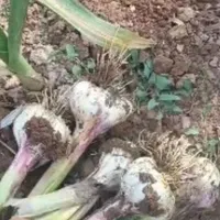 سیر سفید بدون واسطه|خوردنی و آشامیدنی|همدان, |دیوار