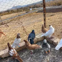 9عدد کفتر جنگنده اتوم|پرنده|تاکستان, |دیوار