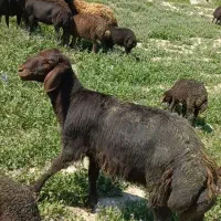 گروه اصلاح نژاد خراسان