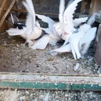 کفتر هلندی|پرنده|قم, نخودی|دیوار