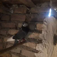 کبوتر