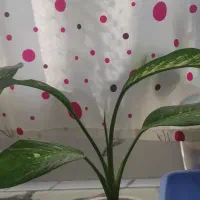 گلهای خانگی