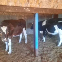 فروش تلیسه آبستن پرشیر واکسن خورده|حیوانات مزرعه|سده (خراسان جنوبی), |دیوار