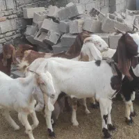 بز‌داشتی|حیوانات مزرعه|انبارآلوم, |دیوار