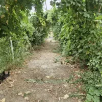 باغ-ویلایی-واقع-در-قلعه-سفید