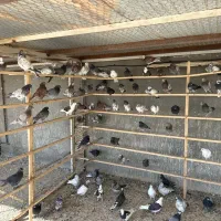 جوجه کبوتر پرشی گرو ۵۰۰ عدد