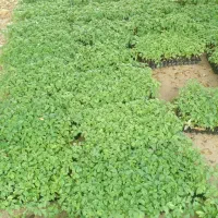 نشا گوجه فرنگی