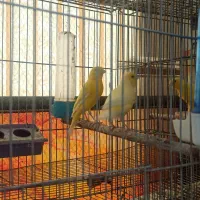قناری نرو ماده اماده