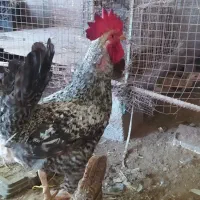 خروس|پرنده|دیلم, |دیوار