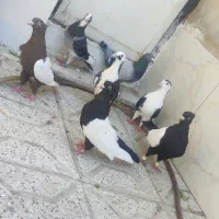 نه عدد کفتر مقبول