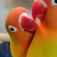 طوطی برزیلی.مرغ‌عشق هلندی.مرغ‌عشق انگلیسی