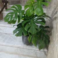 گل طبیعی