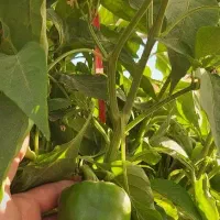 فلفل دلمه گلخانه ای تازه تُرد|خوردنی و آشامیدنی|کرباسک, |دیوار