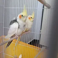 عروس هلندی مولد