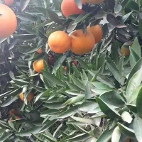 ۲عدرخت نارنگی پیج|عمدهفروشی|دابودشت, |دیوار