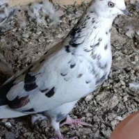 فروش کبوتر|پرنده|اردکان, |دیوار