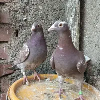 چند جفت پلاکی|حیوانات|زاهدان, |دیوار