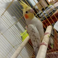 عروس هلندی|پرنده|علی‌آباد کتول, |دیوار