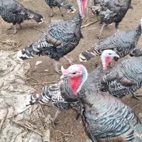 بوقلمون نر برنز