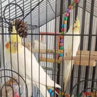 عروس هلندی نر ماده دستی سخنگو  با قفس2800