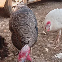 بوقلمون طبیعی دوتا نر دوتا ماده|پرنده|دره رود, |دیوار