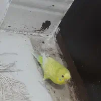 مرغ عشق ماده|پرنده|نهاوند, |دیوار