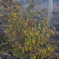 باغ|فروش زمین و ملک کلنگی|نمین, |دیوار