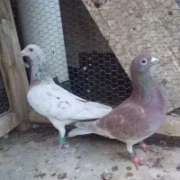 کفتر یا کبوتر