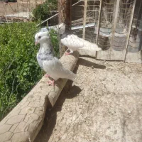 کبوتر طوقی