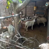 فروش گوسفند