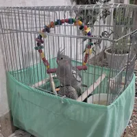 عروس هلندی سفید وخاکستزی حرف زن|پرنده|نورآباد, |دیوار