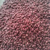 لوبیا قرمز ارگانیک