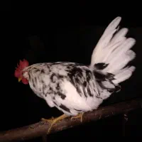 یک عدد خروس بالغ و بخون گلین پنگوئنی